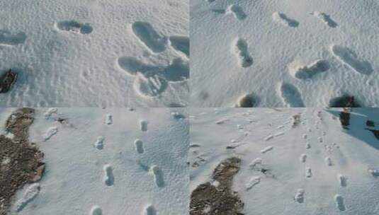 冬季西藏雪地脚印足迹高清在线视频素材下载