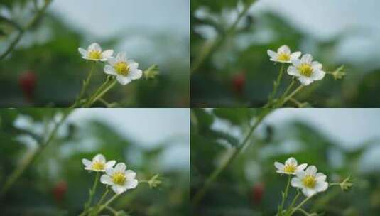 农民田间劳动种植蔬菜蔬菜大棚里的蔬菜草莓高清在线视频素材下载