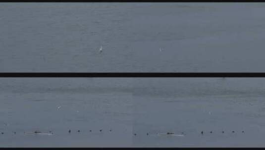 湖面上正在自由飞翔的鸟儿官厅水库高清在线视频素材下载