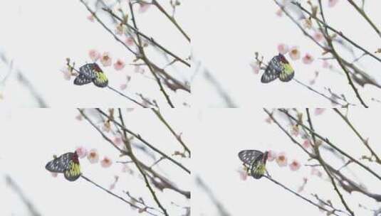 蝴蝶在梅花上采蜜高清在线视频素材下载