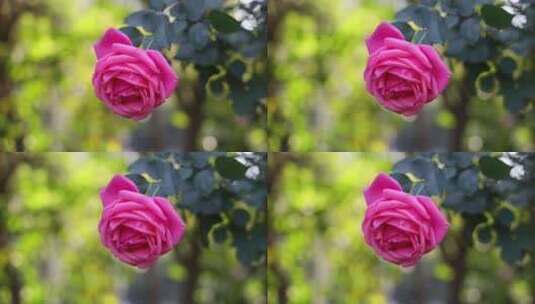 玫瑰花高清在线视频素材下载