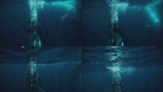 海底拍摄座头鲸高清在线视频素材下载