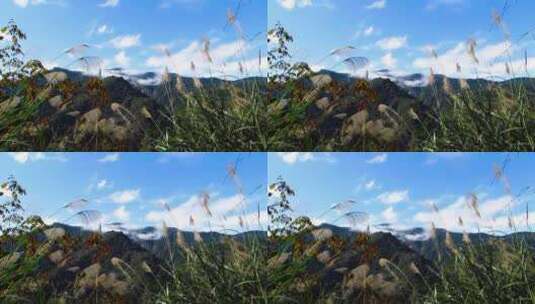 蓝天白云山顶的野草随风摇摆高清在线视频素材下载