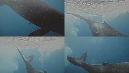 海中座头鲸高清在线视频素材下载