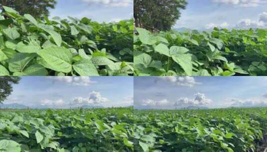 毛豆或大豆自然农业的大豆田高清在线视频素材下载