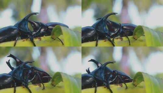昆虫 甲壳虫高清在线视频素材下载
