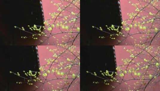 （慢镜头）杭州 古风 下雨天 屋檐 梅花高清在线视频素材下载