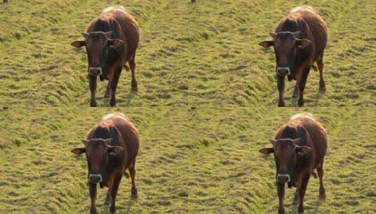 田野里的牛高清在线视频素材下载