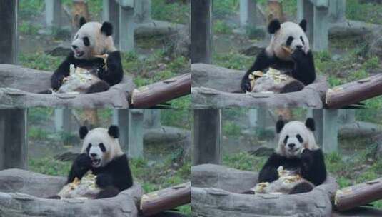 动物园大熊猫高清在线视频素材下载