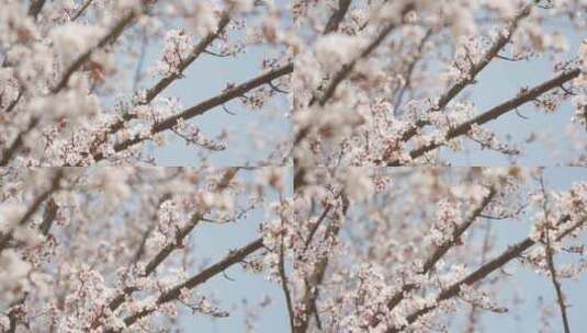 春天春暖花开白色花朵桃花樱花空镜高清在线视频素材下载
