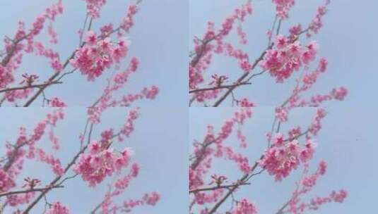 湖北武汉春季樱花盛开高清在线视频素材下载
