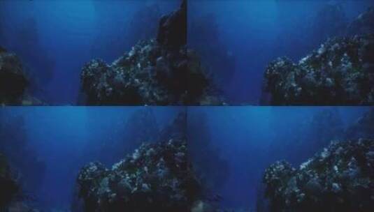 深潜视角-深海珊瑚礁高清在线视频素材下载