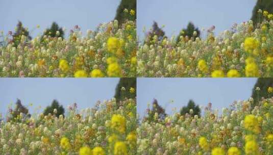 春天莫奈花园彩色油菜花蝴蝶蜜蜂采蜜农业高清在线视频素材下载
