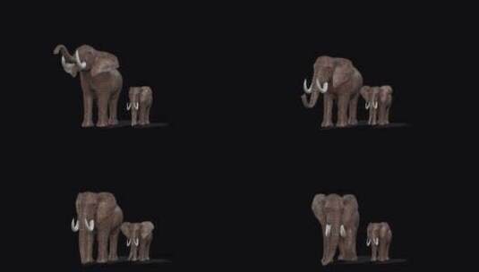 大象与小象小号高清在线视频素材下载
