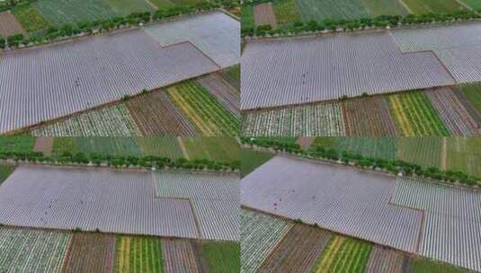 惠州惠东九龙峰农作物高清在线视频素材下载
