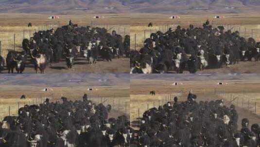 航拍若尔盖草原牧场放牧牦牛牛群高清在线视频素材下载