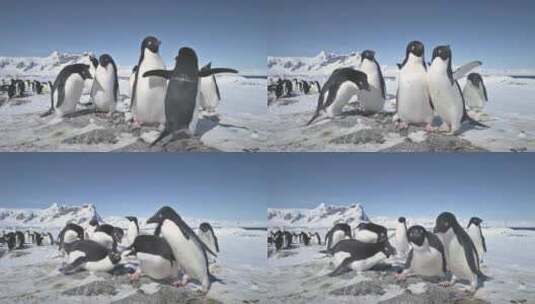南极阿德利企鹅群戏特写高清在线视频素材下载