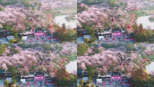 春季武汉樱花园盛花期航拍高清在线视频素材下载