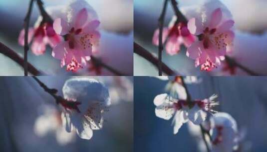 一组春天桃花的素材高清在线视频素材下载