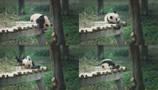 重庆市动物园的国宝大熊猫正在玩耍高清在线视频素材下载