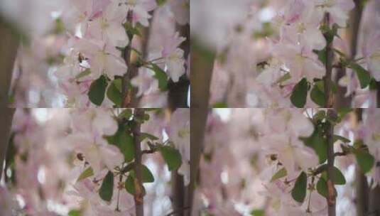 海棠花特写高清在线视频素材下载