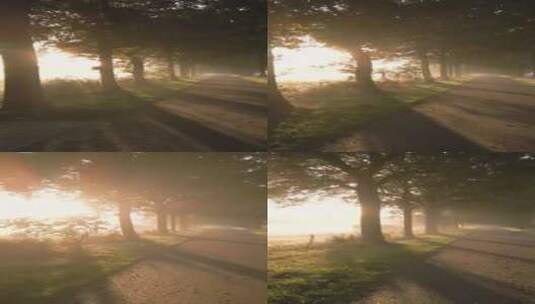 日落余晖穿越森林的逆光霞光火烧云森林日落高清在线视频素材下载