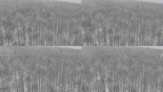 森林大雪·慢动作1高清在线视频素材下载