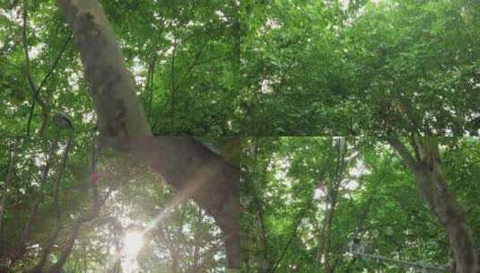 夏日参天大树法国梧桐实拍绿色植物高清在线视频素材下载