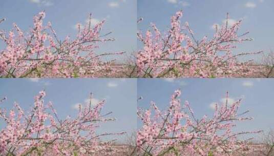 蓝天白云下的桃花盛开4k空境高清在线视频素材下载