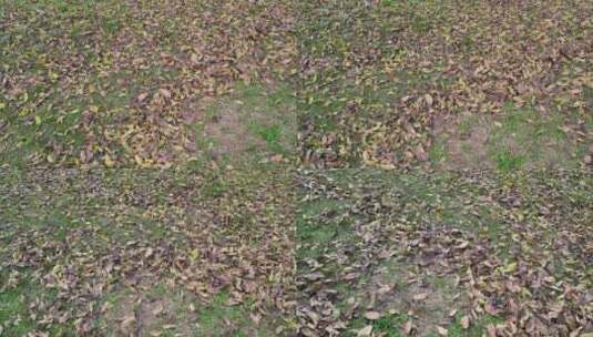 地上的落叶实拍高清在线视频素材下载
