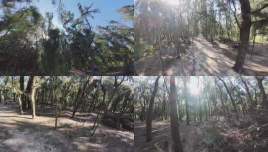穿越机森林里穿梭树林阳光穿越松树林大自然高清在线视频素材下载
