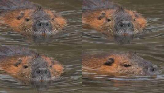 海狸鼠、食草动物、Coypu、啮齿动物高清在线视频素材下载