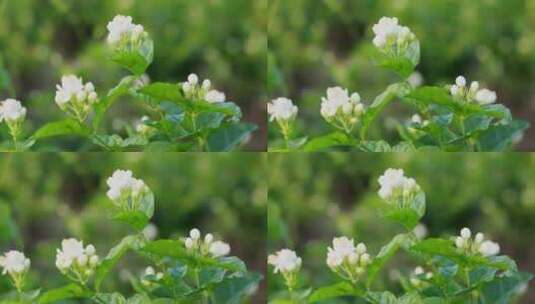 唯美茉莉花与茉莉花茶制作福州茉莉花种植园高清在线视频素材下载