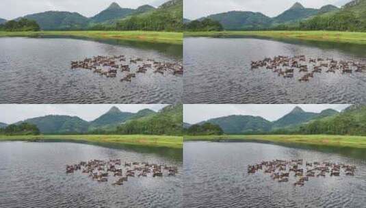 水中鸭子游泳 清澈河水鸭子春天高清在线视频素材下载