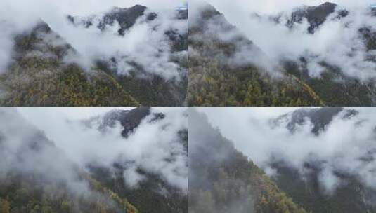 航拍人间仙境西藏高山林海云雾缭绕秋天风景高清在线视频素材下载