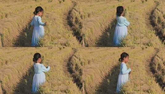 可爱小女孩田野里开心捡稻穗高清在线视频素材下载