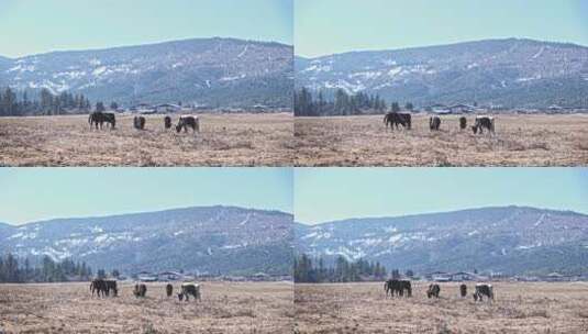 香格里拉雪山耗牛养殖高清在线视频素材下载