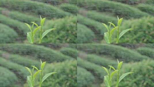 雨中嫩绿茶苗的清新自然景象高清在线视频素材下载