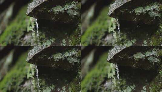 岩石苔藓上缓缓流淌着水滴的特写画面高清在线视频素材下载