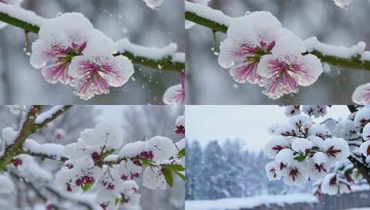 雪中梅花寒梅 (1)高清在线视频素材下载