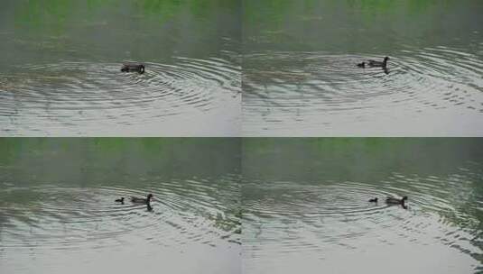 红冠黑水鸡妈妈和黑水鸡宝宝在湖中觅食高清在线视频素材下载