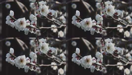 特写白梅花枝高清在线视频素材下载