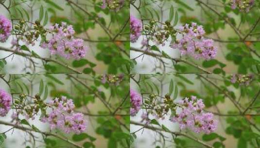 秋天雨后的紫薇花高清在线视频素材下载