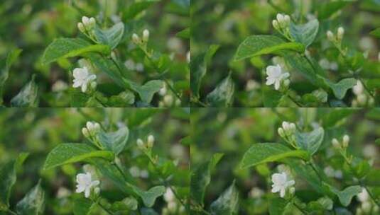 唯美茉莉花与茉莉花茶制作福州茉莉花种植园高清在线视频素材下载