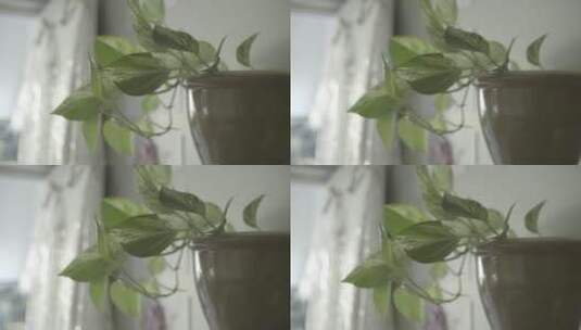 盆栽里面的绿植高清在线视频素材下载