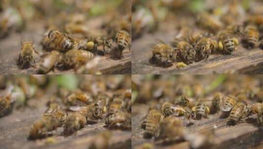 4K120P慢动作下蜜蜂实拍视频素材高清在线视频素材下载