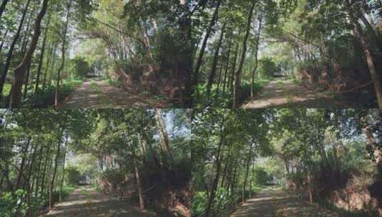 夏天阳光下的林间小路视频素材高清在线视频素材下载