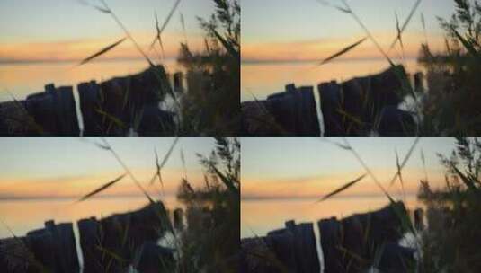 日落的芦苇岸边高清在线视频素材下载