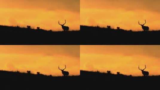 橙色日落下的雄鹿剪影高清在线视频素材下载