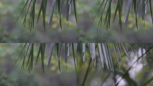 雨水水滴从棕榈树叶滑落高清在线视频素材下载